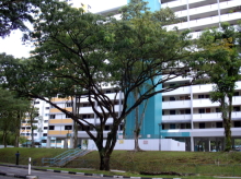 clementi-avenue-2 photo thumbnail #3
